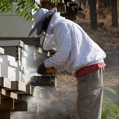 Working Hives In Grenada